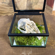 Charger l&#39;image dans la galerie, Véritable crane de lapin dans sa boîte en verre
