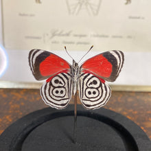 Charger l&#39;image dans la galerie, Papillon sous cloche
