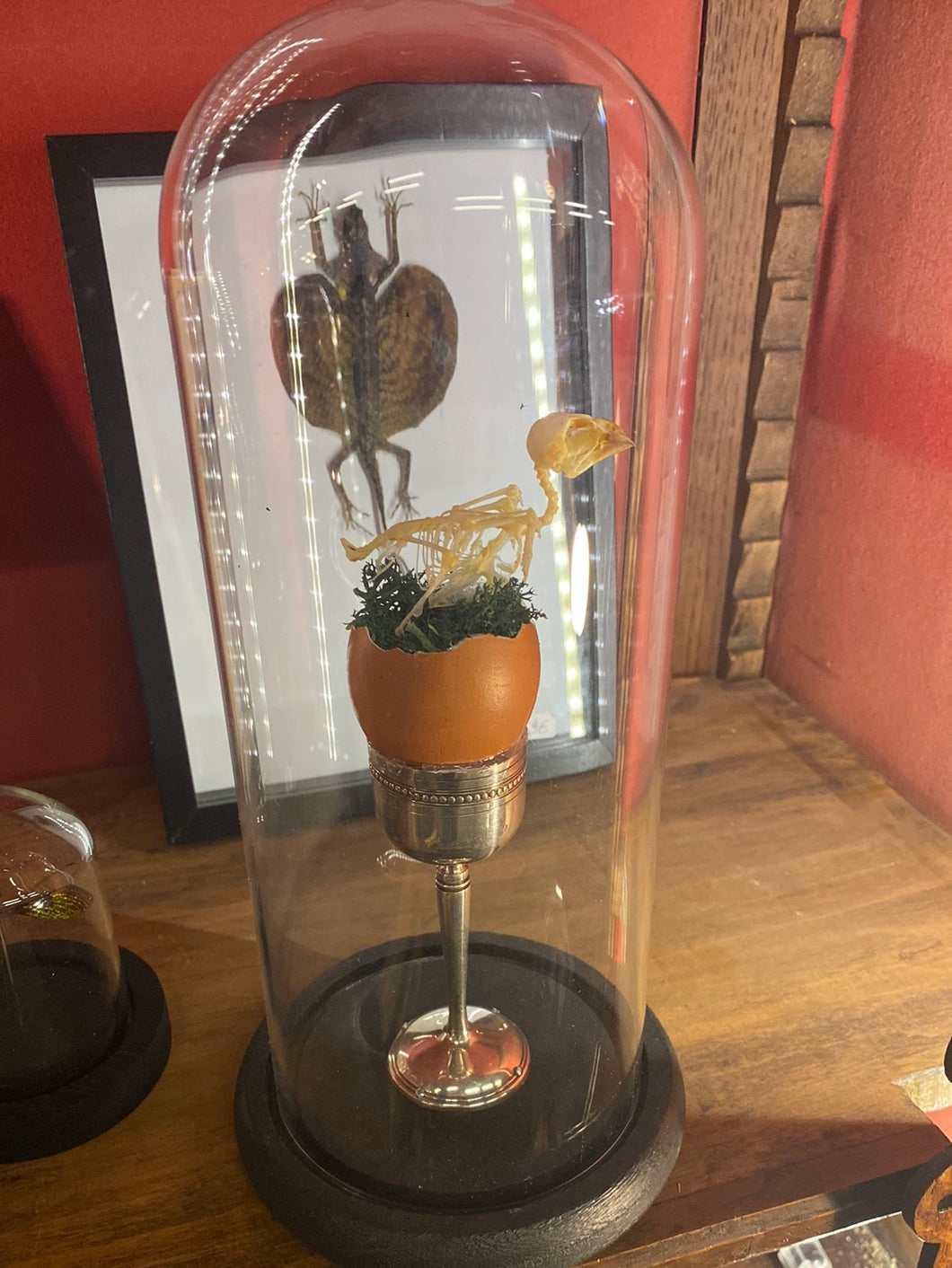 Squelette d’oiseau dans un œuf avec coquetiers