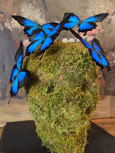 Vanité avec envolée de papilio Ulysses