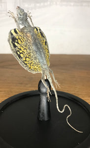 Lézard volant « Draco » sous globe en verre