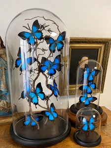 Envolée de papillons papilio ulysses sous globe en verre (ENVOI IMPOSSIBLE)