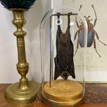Charger l&#39;image dans la galerie, Chauve-souris eonycteris sous globe en verre
