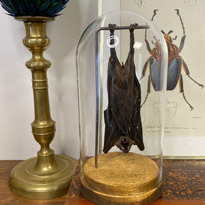 Chauve-souris eonycteris sous globe en verre