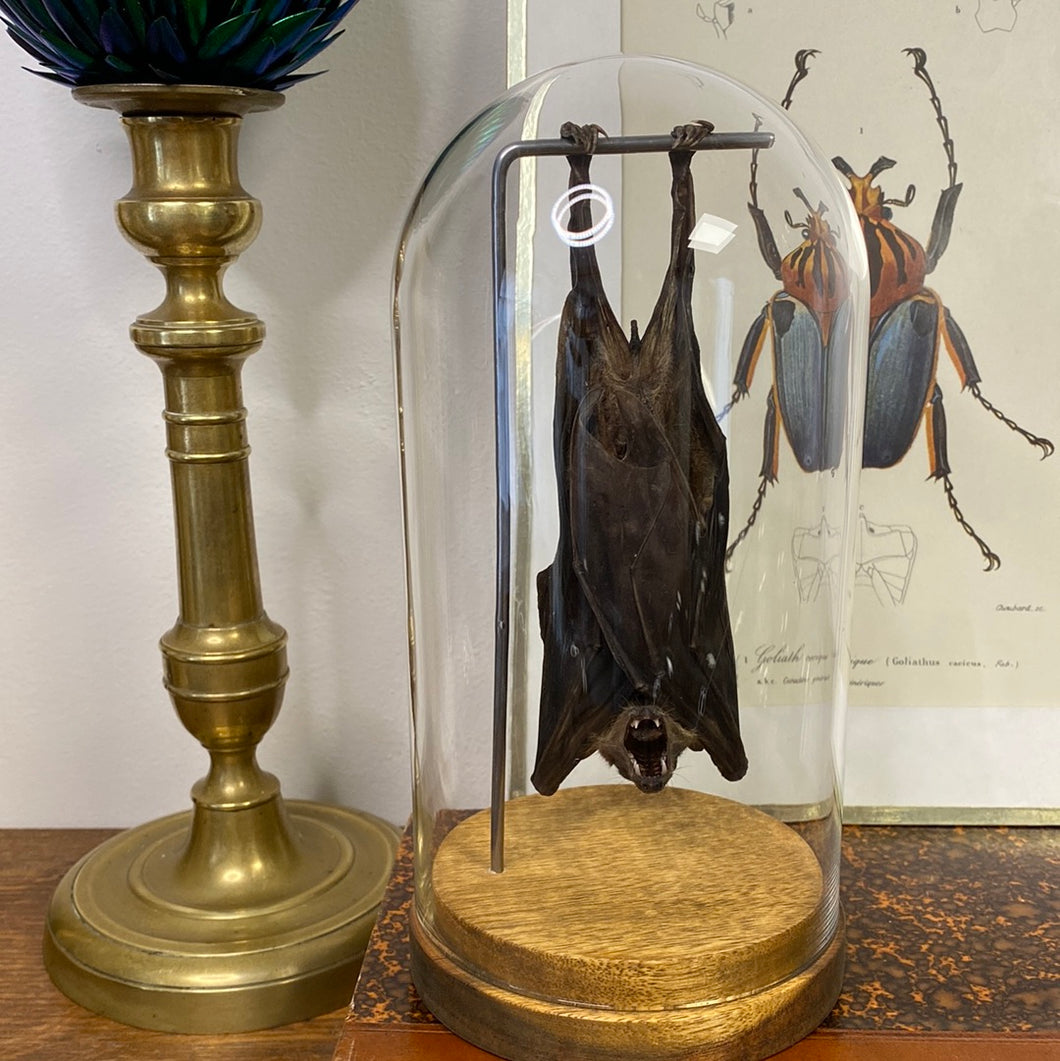 Chauve-souris eonycteris sous globe en verre