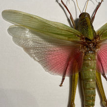 Charger l&#39;image dans la galerie, Cadre sauterelle Chondacris rosea
