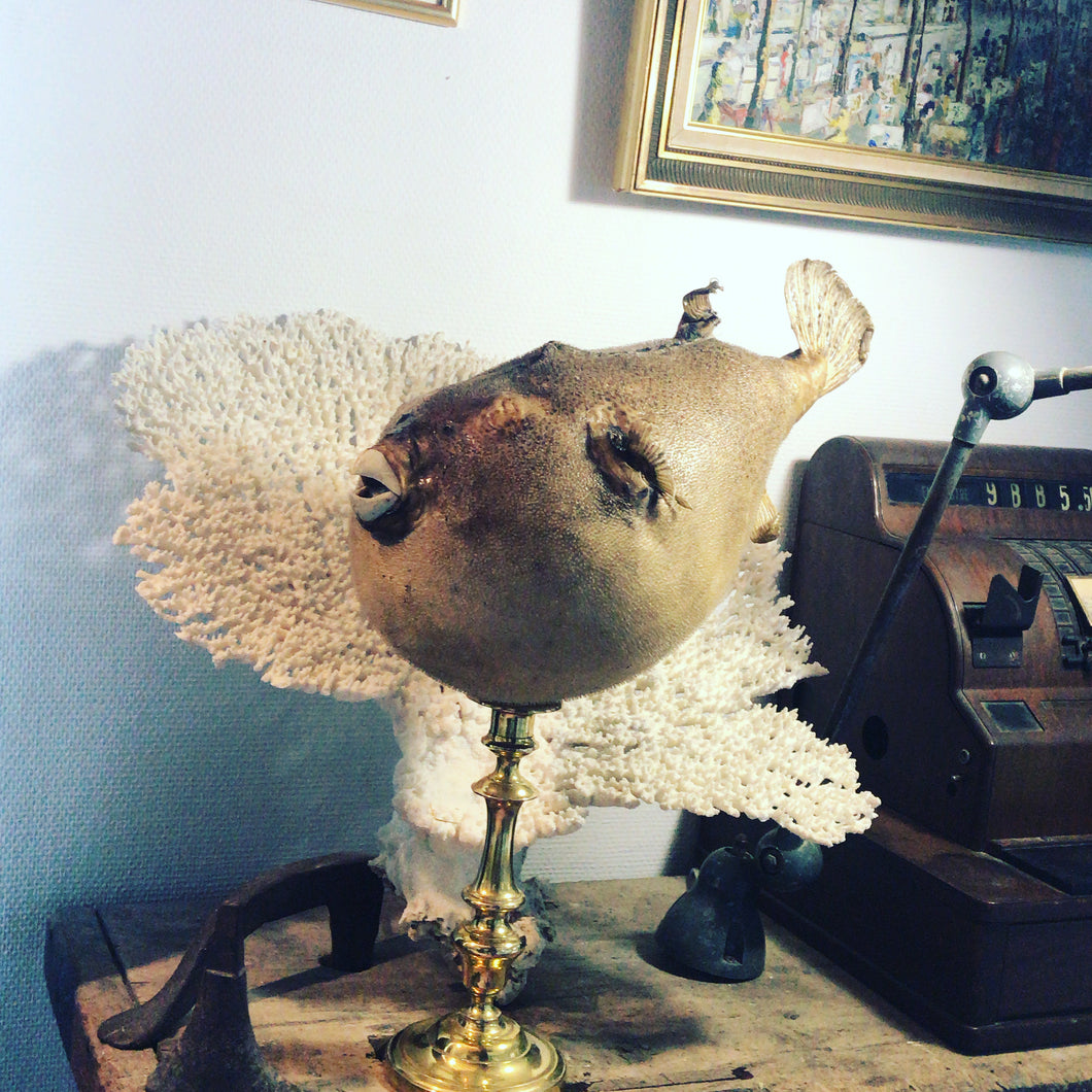 Superbe poisson globe sur bougeoir