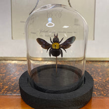 Charger l&#39;image dans la galerie, Insecte sous cloche
