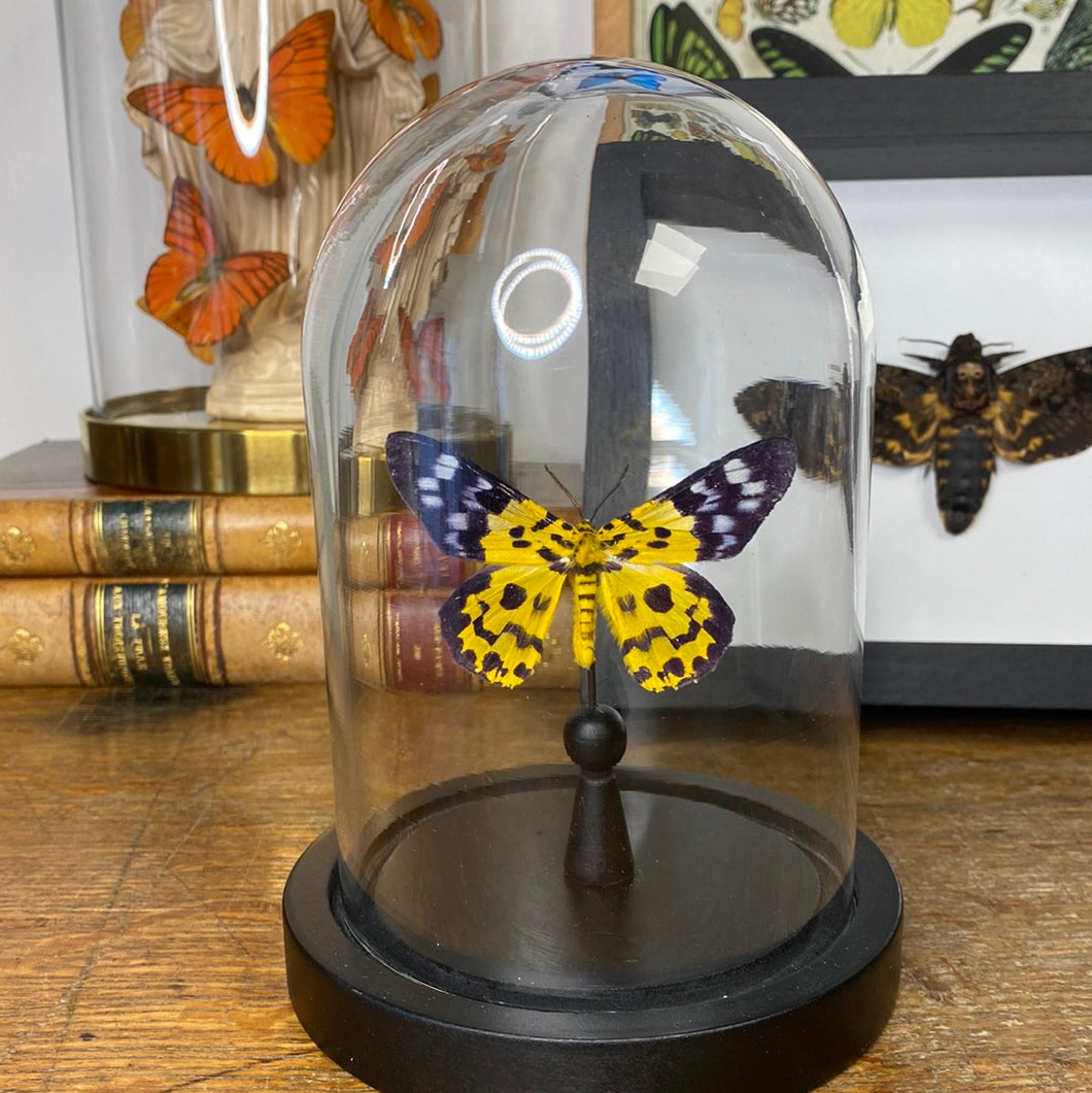 Papillon sous globe en verre