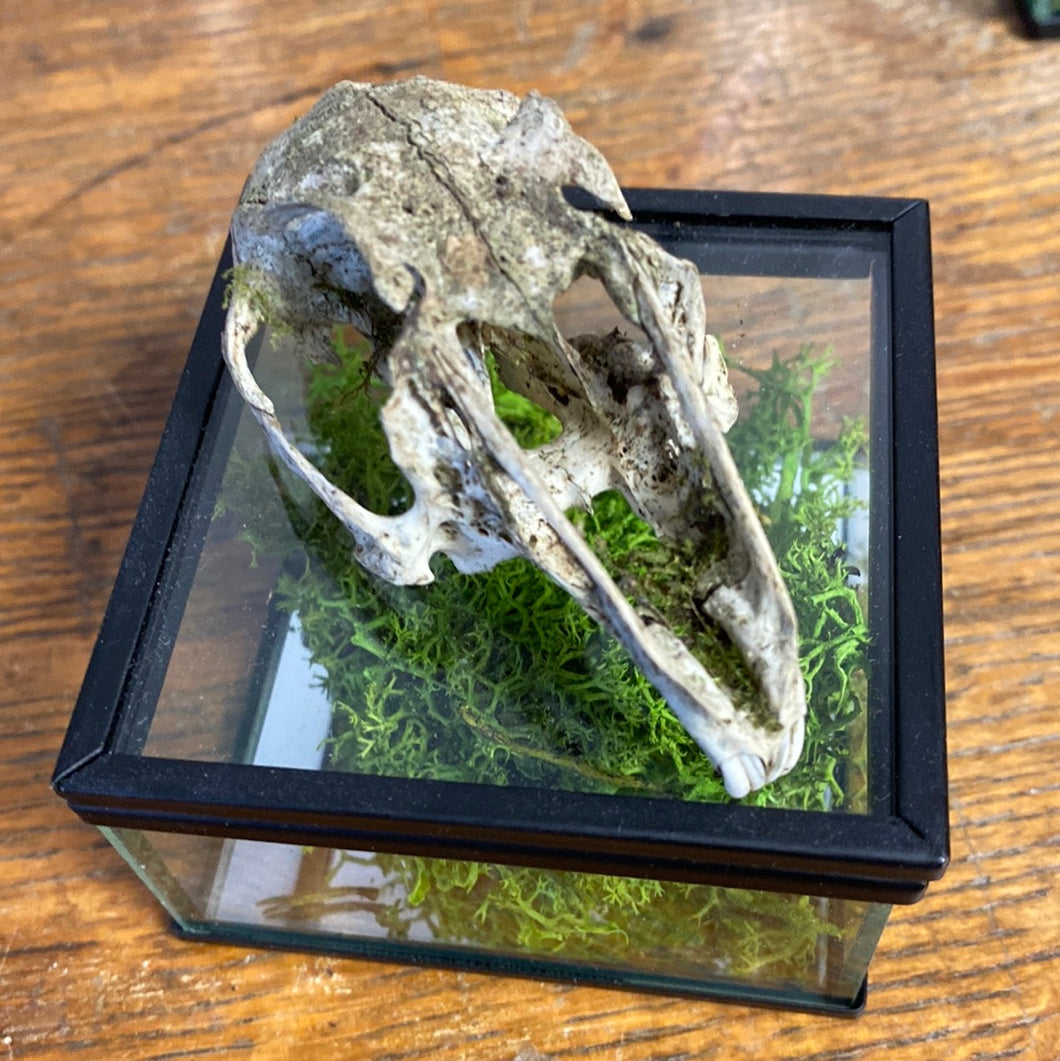 Véritable crane de lapin dans sa boîte en verre