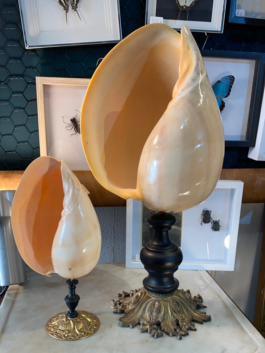 Coquillage Melo diadema grand modèle