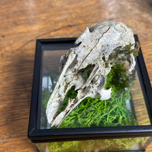 Charger l&#39;image dans la galerie, Véritable crane de lapin dans sa boîte en verre
