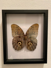 Charger l&#39;image dans la galerie, Cadre papillon Caligo eurilochus

