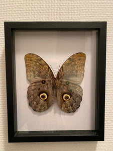 Cadre papillon Caligo eurilochus