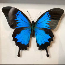 Charger l&#39;image dans la galerie, Cadre papillon « papilio ulysses »
