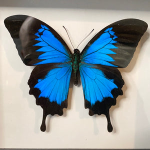 Cadre papillon « papilio ulysses »
