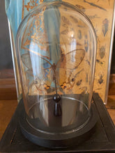 Charger l&#39;image dans la galerie, Papillon sous globe en verre
