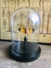 Charger l&#39;image dans la galerie, Globe en verre avec Pyrops candelaria
