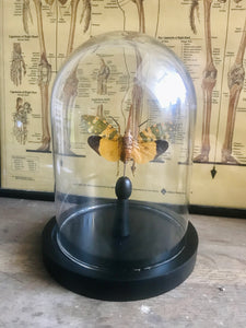 Globe en verre avec Pyrops candelaria