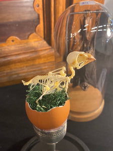 Squelette d’oiseau dans un œuf avec coquetiers