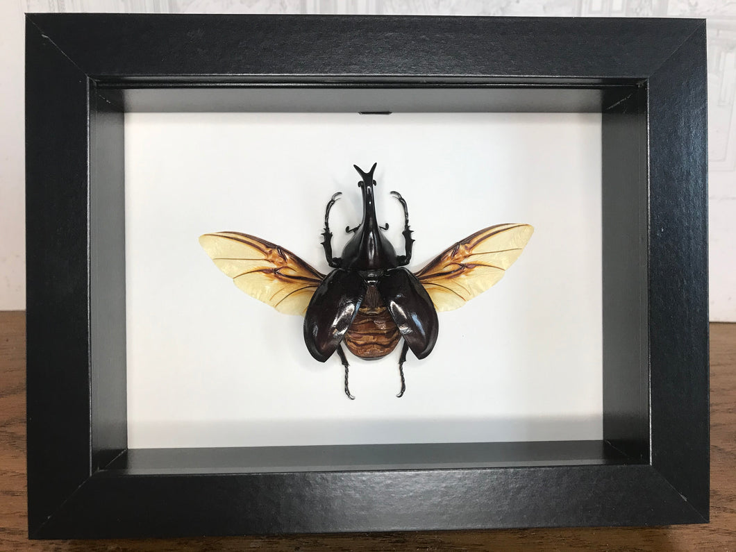 Cadre xylotrupes Gideon