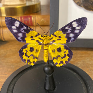 Papillon sous globe en verre