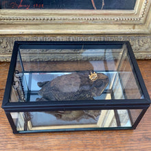 Charger l&#39;image dans la galerie, Véritable crapaud « prince charmant » dans sa boîte en verre
