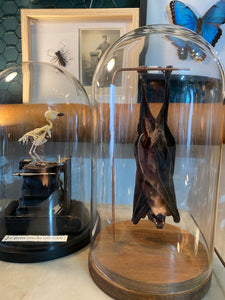 Véritable chauve-souris sous globe en verre grand modèle
