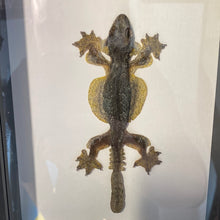 Charger l&#39;image dans la galerie, Cadre gecko volant
