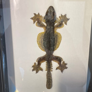 Cadre gecko volant