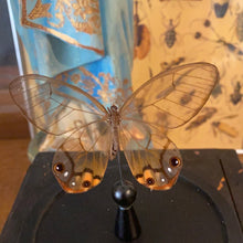 Charger l&#39;image dans la galerie, Papillon sous globe en verre
