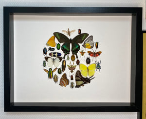 Cadre aux papillons, scarabées et insectes