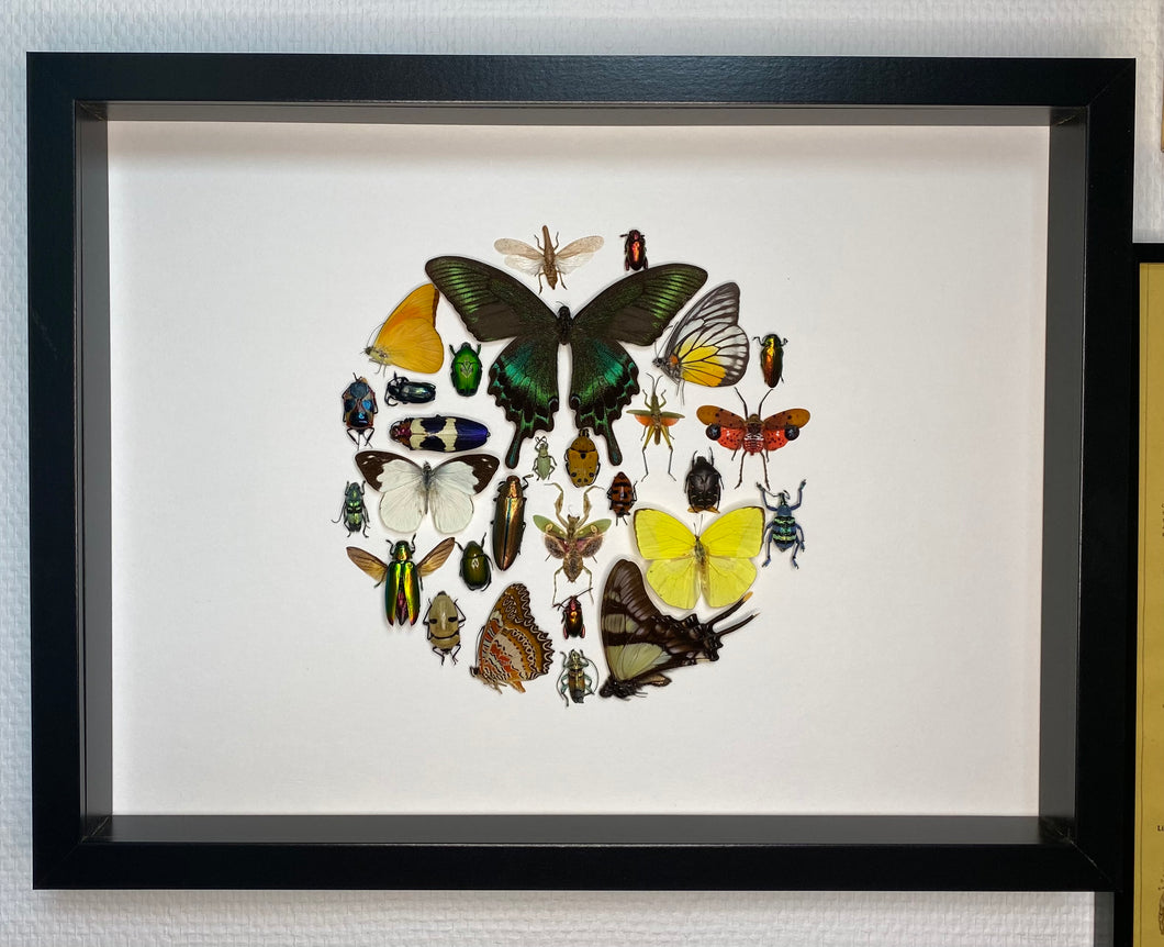 Cadre aux papillons, scarabées et insectes