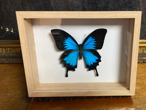 Cadre papillon « papilio ulysses »