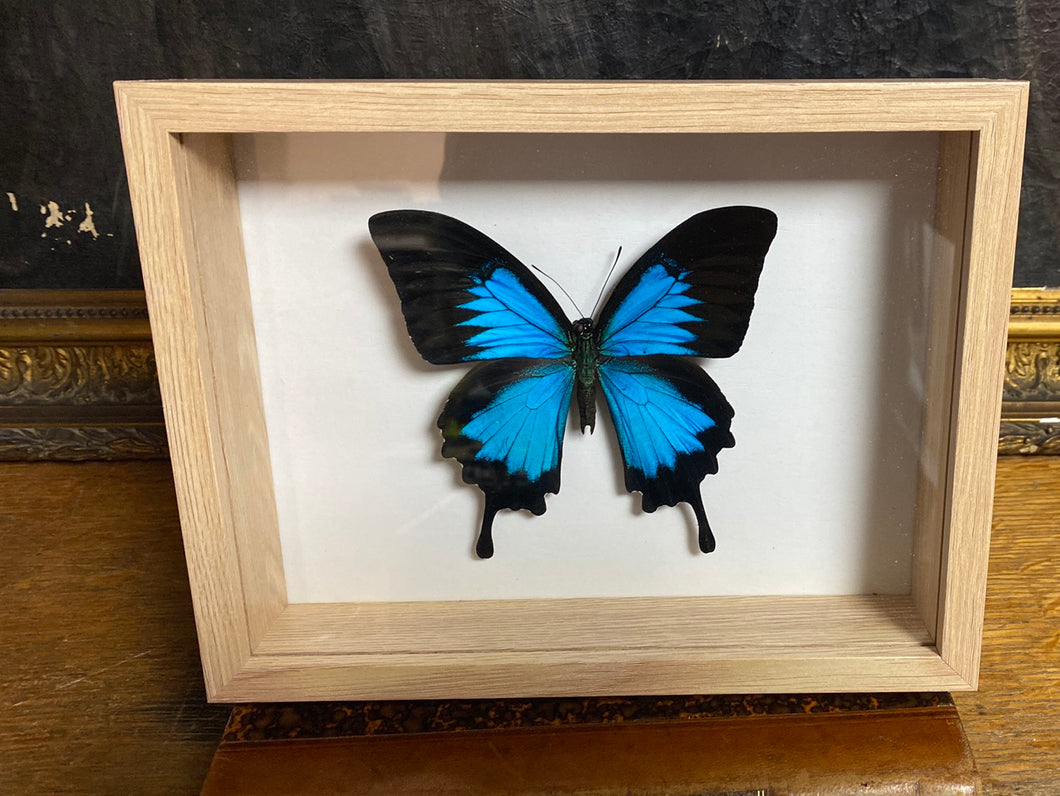 Cadre papillon « papilio ulysses »