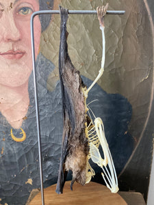 Véritable chauve-souris mi squelette mi séché