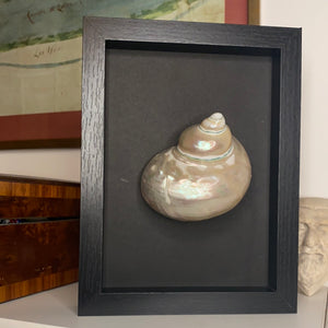 Cadre coquillage moyen modèle