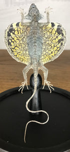 Lézard volant « Draco » sous globe en verre