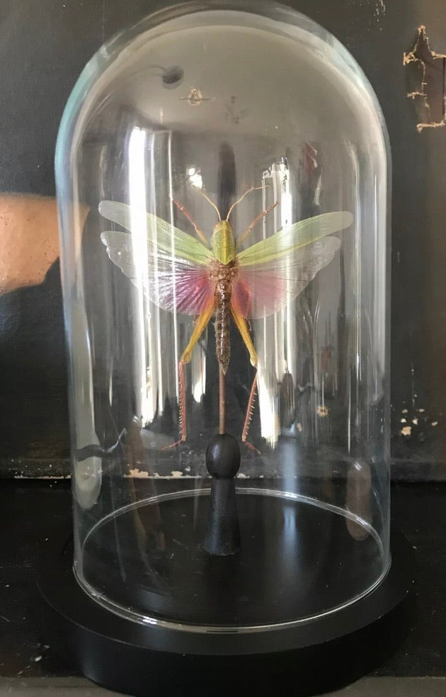 Sauterelle chondracris rosea sous globe en verre