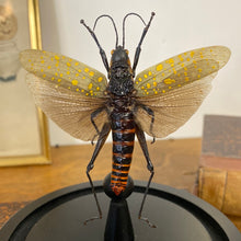 Charger l&#39;image dans la galerie, Sauterelle Aularches punctatus sous globe en verre
