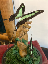 Charger l&#39;image dans la galerie, Papillons papilio phorcas sur main en bois
