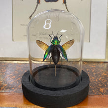 Charger l&#39;image dans la galerie, Insecte sous cloche
