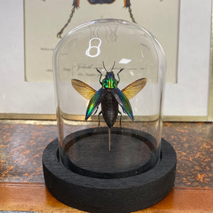 Insecte sous cloche