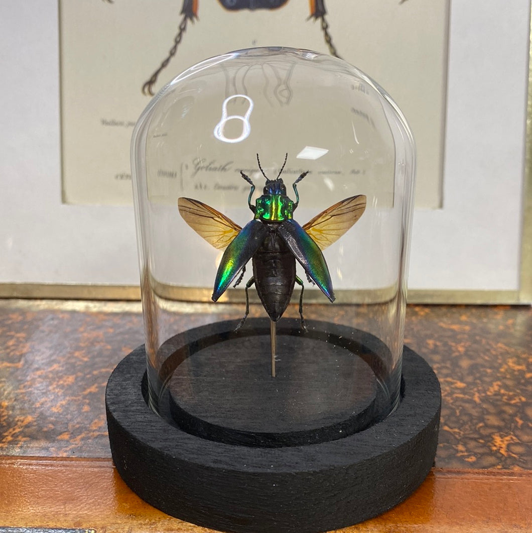Insecte sous cloche