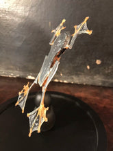 Charger l&#39;image dans la galerie, Véritable grenouille rhacophorus présenter sous un globe en verre
