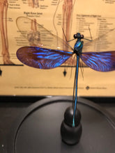 Charger l&#39;image dans la galerie, Globe en verre avec libellule Neurobasis Kaupi
