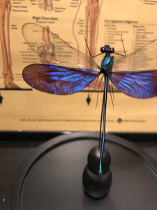 Globe en verre avec libellule Neurobasis Kaupi
