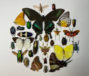 Cadre aux papillons, scarabées et insectes