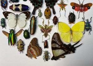 Cadre aux papillons, scarabées et insectes