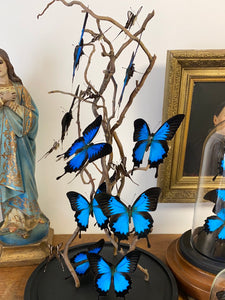 Envolée de papillons papilio ulysses sous globe en verre (ENVOI IMPOSSIBLE)